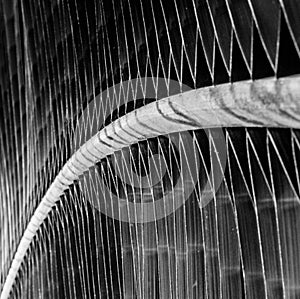 Black and white Macro close up view of a beautifully structured green leaf