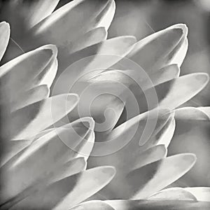 Black and White Macro Daisy Petals