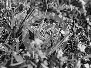 Black and white, Macro photo of a common house fly that has landed on a small wildflower