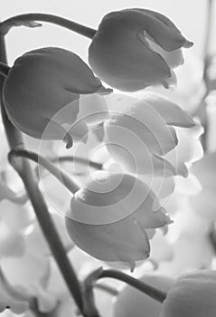 Black-white macro photo of lily of the valley flowers