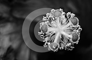 Black and White Macro Photograph of a Hibiscus Stamen and Pistil