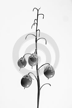 Black and white macrophoto of plant object with depth of field