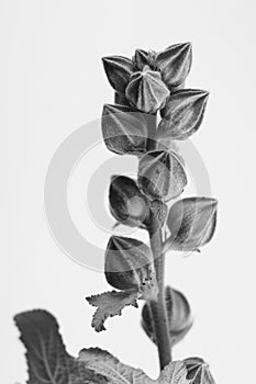 Black and white macrophoto of plant object with depth of field