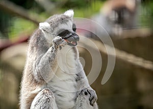 Lemur eating carrot in the zoo