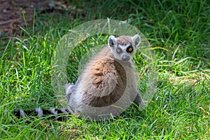 Black White madagascar lemur in zoo