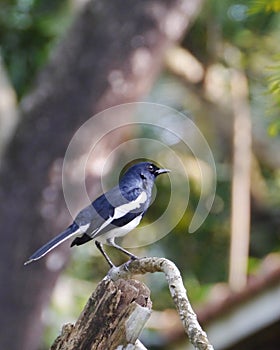 A black and white magpie robin song bird