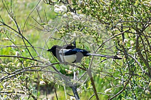 Black and white magpie on a tree branch in the parks of the Community of Madrid, in Spain.
