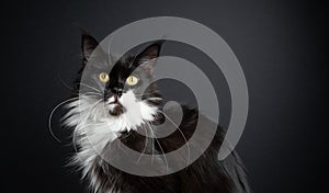 black and white maine coon cat on black background portrait