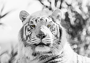 Black and White Majestic Tiger Portrait