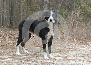 Black and white male Border Collie mix breed dog outside on leash