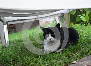 A black and white male cat lying on a grass below a white sunbed