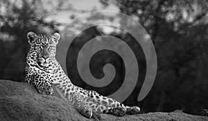 Black & White of A male leopard enjoying a vantage point at dusk