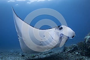 A black and white Manta Ray - Manta alfredi