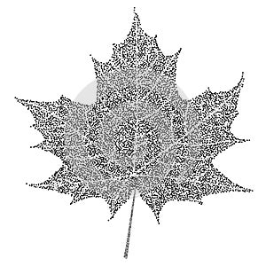 Black and white maple leaf