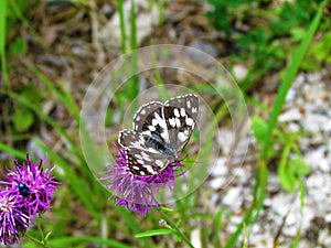 Black and white marbled white (Melanargia galathea) butterfly