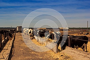black-white milch cows eat hay behind barrier of farm