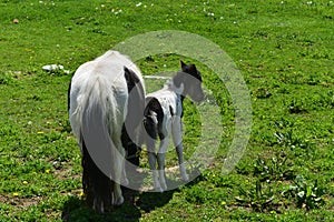 Black and White Miniature Horse Mare and Foal in a Field