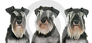 Black and white miniature schnauzers