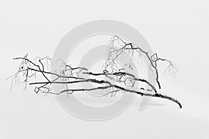 Black and white minimal photo of broken tree branch in the snow