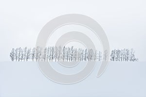 Black and white minimal winter landscape, row of trees on snow covered hill during snowfall on winter day, seven star tree, Biei