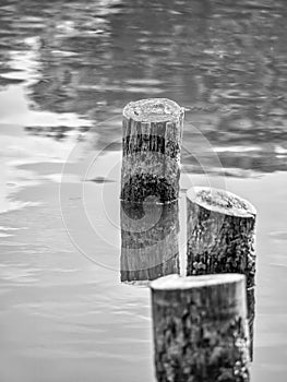 Black and white minimalist abstract picture with three wooden stumps at the surface of the water
