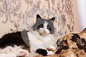 Black white mischievous healthy cat lying in bed