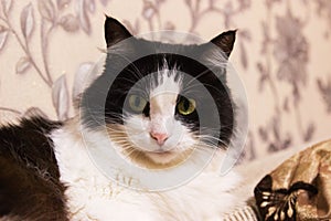 Black white mischievous healthy cat lying in bed