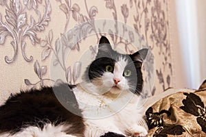 Black white mischievous healthy cat lying in bed