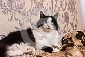 Black white mischievous healthy cat lying in bed