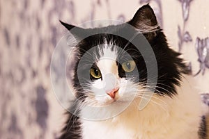 Black white mischievous healthy cat sitting bed