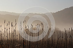 Black and White Misty Morning Marsh Driftless Midwest photo