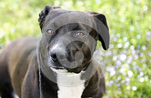 Black and white mixed breed dog