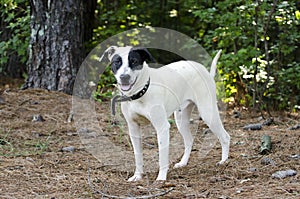 Black and white mixed breed dog