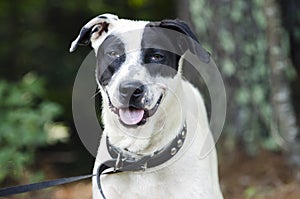 Black and white mixed breed dog panting tongue