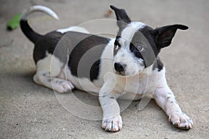 Black and white mixed breed puppy