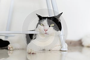 Black and white mixed cat put head on chair, sleepy and tired face