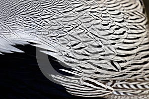 Pattern of Male Silver Pheasant`s feathers