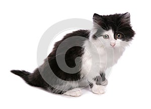 Black and White Moggy Cat