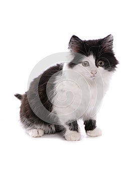 Black and white moggy cat