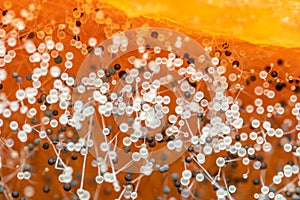 Black & white mold on a pumpkin