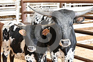 Mom and baby cattle in pen at stockyards photo