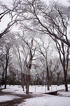 Snowy winter wonderland trees and forest in park with snowcover on ground and creek with bridge crossing