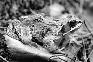 Black and white monochrome frog. Green leaf texture. Nature floral background. Organic botanical beauty macro closeup