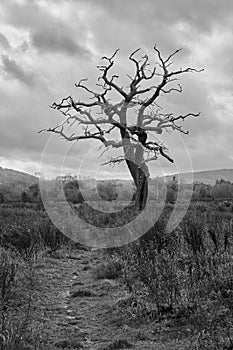 black and white monochrome image of lone dead tree with no leaves in barren countryside in England under cloudy sky