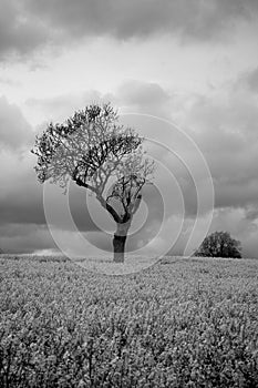 Black White Moody Atmospheric Tree in Countryside