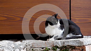 Black and white mother cat standing still looking carefully around while two kittens playing under the door try to reach her with