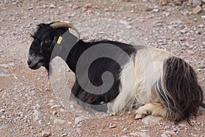 A black and white mountain goat in Kissamos, Crete Greece