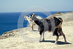 Black and white mountain goat on the seashore