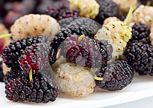 Black and white mulberry