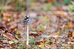 Black and white mushroom in the autumn leaves